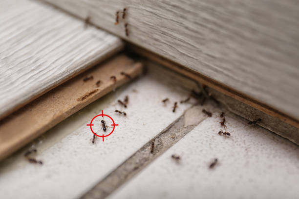 Professional Pest Control in Wayne, OH