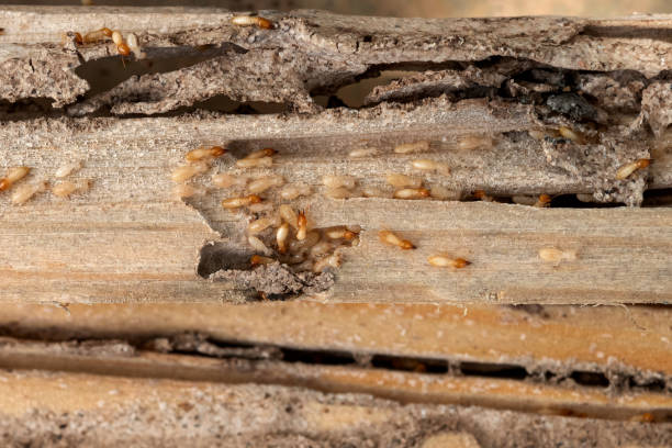 Best Affordable Pest Control Services  in Wayne, OH